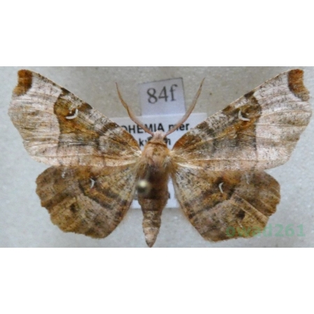 Selenia tetralunaria (Hufnagel, 1767) male Skrzytek dereniak Czech84f